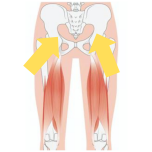ハムストリングスの筋繊維方向