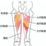 内ももの筋繊維方向