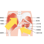 お尻の筋繊維方向