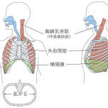 呼吸筋