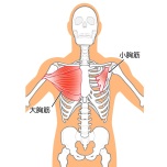 大胸筋・小胸筋