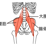 骨盤と股関節をつなぐ筋肉