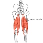 ハムストリングスの筋肉のイラスト