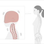 頭は首の上で自由に動いている。そしてその下にある首も常に動いてバランスをとっている