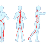 アナトミートレイン