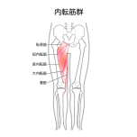 内転筋