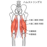 ハムストリングスのイラスト