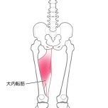 大内転筋