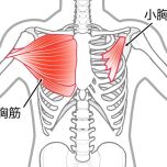 大胸筋