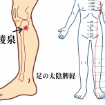 陰陵泉の位置イラスト