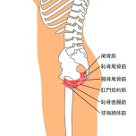 骨盤底筋群