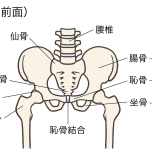 股関節と骨盤