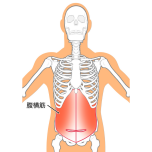 イラストAC 腹横筋