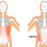 イラストAC 腹斜筋