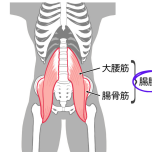 腸腰筋 イラスト