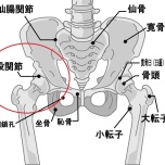 股関節