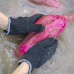 さつまいも　洗う