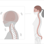 頭は脊椎の先にある。そして頭も脊椎も自由に動いてバランスをとっている