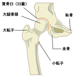股関節
