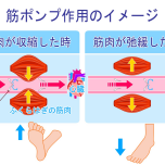 筋ポンプ作用