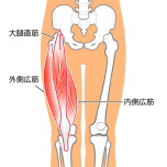 内側広筋　イラスト