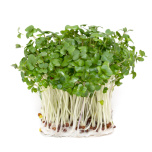 ブロッコリースプラウト