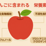 りんご　栄養素