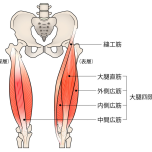 大腿四頭筋
