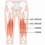 ハムストリング