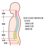 脊柱の回旋可動域
