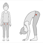 股関節は大転子と恥骨の中間、恥骨より奥の方で動く