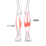 下腿三頭筋