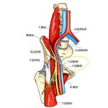 大腿動脈・静脈 イラスト