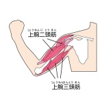 腕の筋肉
