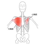 胸の筋肉