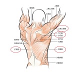 脇の下の筋肉