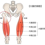 大腿四頭筋