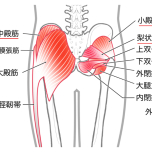 お尻の筋肉