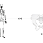 骨盤の歪み