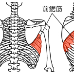 前鋸筋