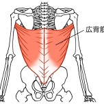 広背筋