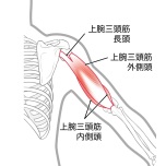 上腕三頭筋