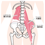 腰方形筋・腸腰筋