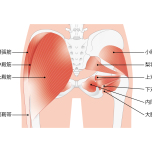お尻筋肉イラスト