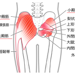 お尻の筋肉