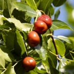 なつめのイメージ