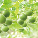 料理上手なヨギの必需品は「ラカントS」