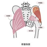 骨盤背面