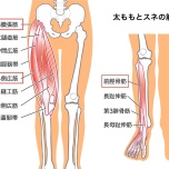 太ももとスネの筋肉