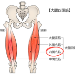 イラスト　大腿四頭筋